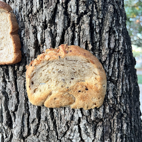 thr/BreadStapledToTrees